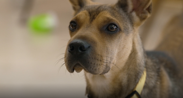 'TV동물농장' / SBS 제공