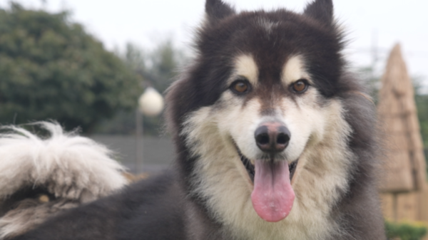 개는 훌륭하다 (사진=KBS2)