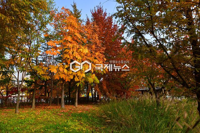 막바지 가을 풍경 안겨준 단풍의 향연 (사진=안희영 기자)