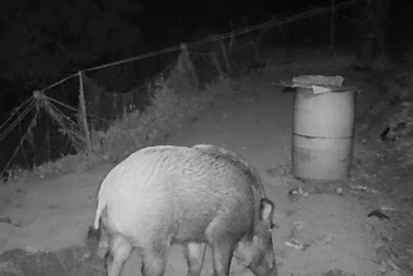 옹진군은 오는 11월 17일부터 내년 2월 말까지 야생 멧돼지와 유해야생조류 포획을 위해 각 면에 피해방지단을 파견한다. 사진=옹진군