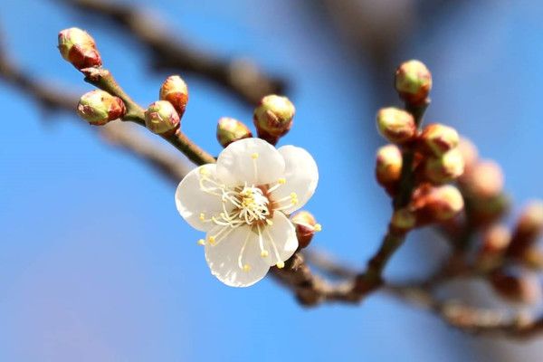 한겨울 추위를 이기고 곱게 피어난 매화.&nbsp; 자료사진 (사진=국제뉴스DB