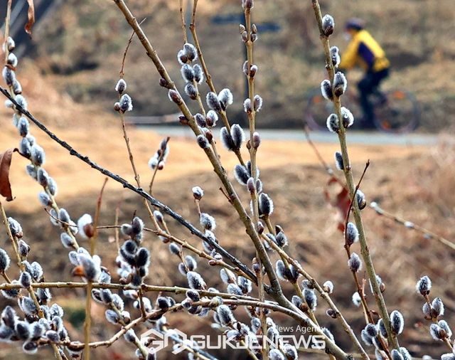 (서울=국제뉴스) 눈과얼음이 녹아 물이 된다는&nbsp;우수(雨水)가 지난 가운데 서울 양재천에 버들강아지가 꽃샘추위속에 돋아나 봄소식을 전해주고 있다./사진=국제뉴스DB