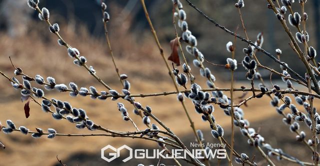 (서울=국제뉴스) 눈과얼음이 녹아 물이 된다는&nbsp;우수(雨水)가 하루 지난 가운데 서울 양재천에 버들강아지가 꽃샘추위속에 돋아나 봄소식을 전해주고 있다./사진=국제뉴스DB