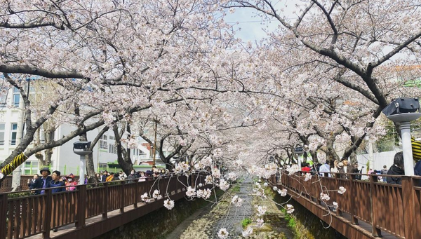 진해군항제 개화상황, 벚꽃축제, 벚꽃 개화시기 / 창원시 제공