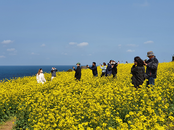 제주도 유채꽃 개화시기 봄꽃 만개절정일, 날씨스케치 (국제뉴스DB)