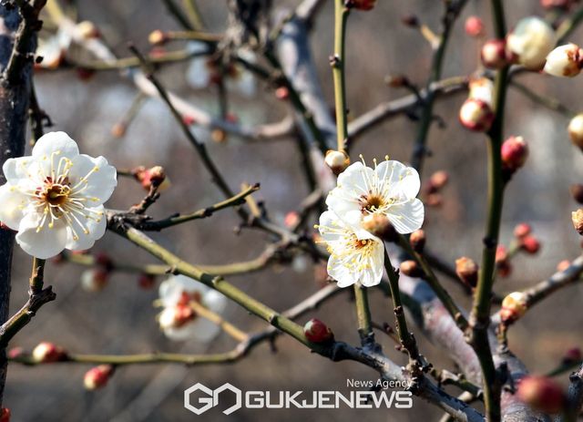 (서울=국제뉴스) 춘분을 맞아 매화가 만개 (사진=국제뉴스DB)