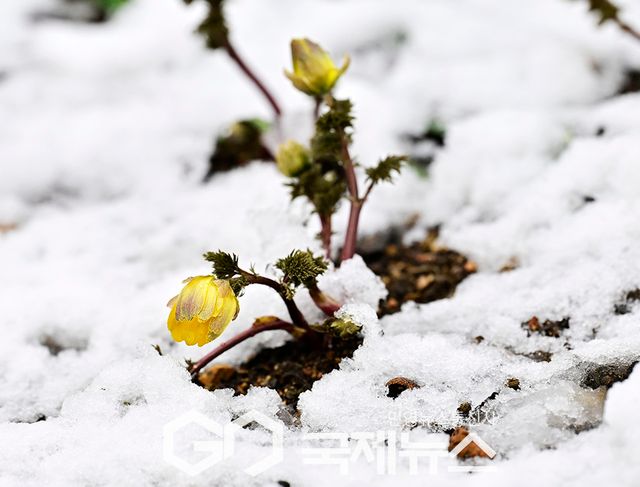 3월 폭설 꽃샘추위, 겨울인가? 봄인가? 눈 내린 인천대공원 (사진=안희영 기자)
