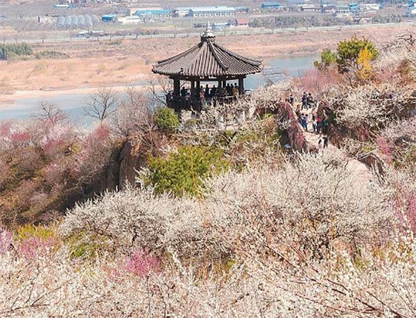 광양 매화축제는 다압면 매화마을 일원에 피어난 매화군락을 감상할 수 있는 전라남도 &nbsp;대표 축제다. 주말여행 가볼만한곳 (사진=한국관광공사)