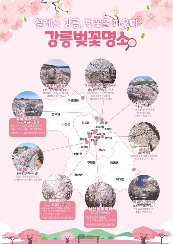 강릉 벚꽃 명소, 2025년 벚꽃 개화시기 / 강릉시 제공