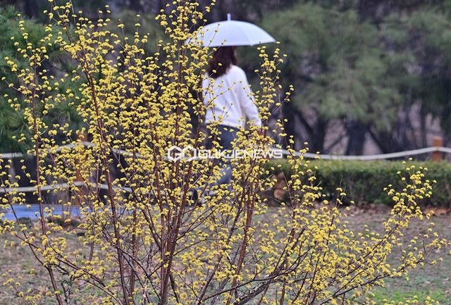 산수유와 봄꽃 개화 속 봄비 내리는 인천권 (사진=안희영 기자)