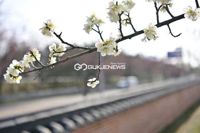 봄꽃 개화 러시, 매화꽃 만개한 인천 매화동산 (사진=국제뉴스DB)