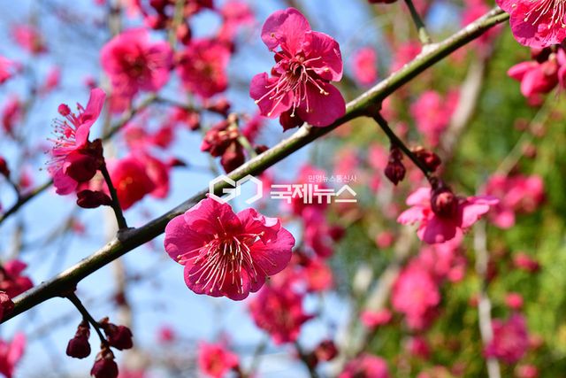 미세먼지 속 홍매화 핀 부천상동호수공원 표정 (사진=안희영 기자)