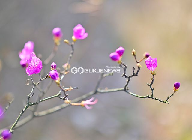 봄 전령사 자처하는 풍경 ‘진달래, 복수초, 산수유, 히어리’ 등 개화 (사진=안희영 기자)