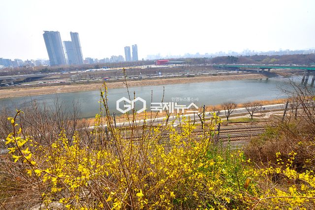 미세먼지 속 응봉산 개나리꽃 개화 러시 (사진=안희영 기자)