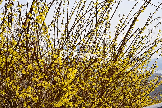 미세먼지 속 응봉산 개나리꽃 개화 러시 (사진=안희영 기자)