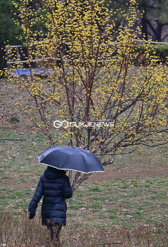 산수유와 봄꽃 개화 속 봄비 내리는 인천권 (사진=안희영 기자)