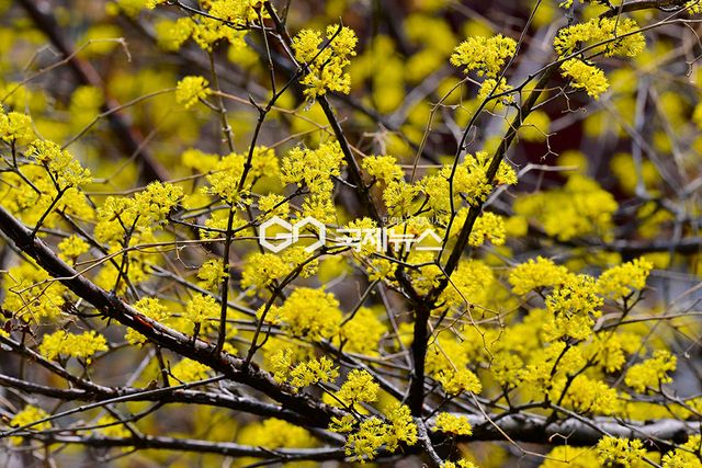 미세먼지 속 응봉산 개나리꽃 개화 러시 (사진=안희영 기자)