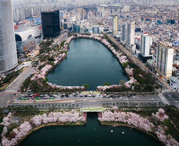 2025 서울 송파구 석촌호수 벚꽃축제 / 송파구 제공