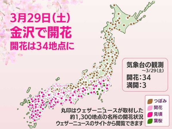 2025년 가나자와(이시카와) 기상대에서 벚꽃의 개화시기, 만개시기발표 (사진=웨더뉴스)