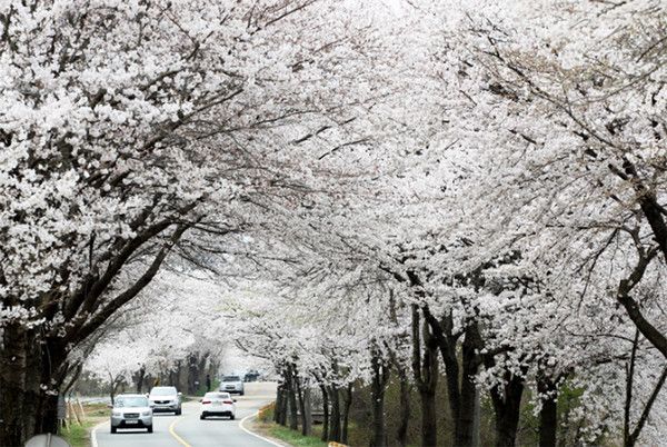 2025 벚꽃개화시기, 주말여행 전국 '벚꽃명소' 대전 대청호 지난해 모습(사진출처=한국관광공사)