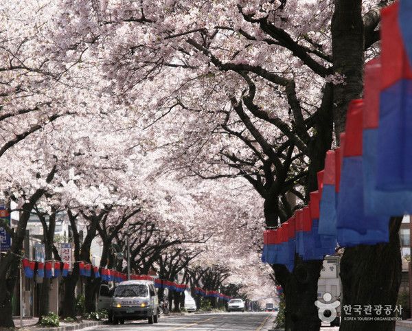 제주도 벚꽃명소, 전농로 벚꽃거리, 벚꽃개화·만개시기 (사진=한국관광공사)