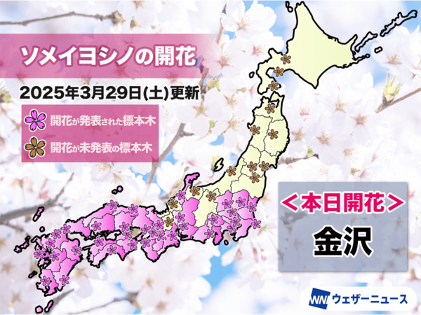 2025년 가나자와(이시카와) 기상대에서 벚꽃의 개화시기, 만개시기발표 (사진=웨더뉴스)