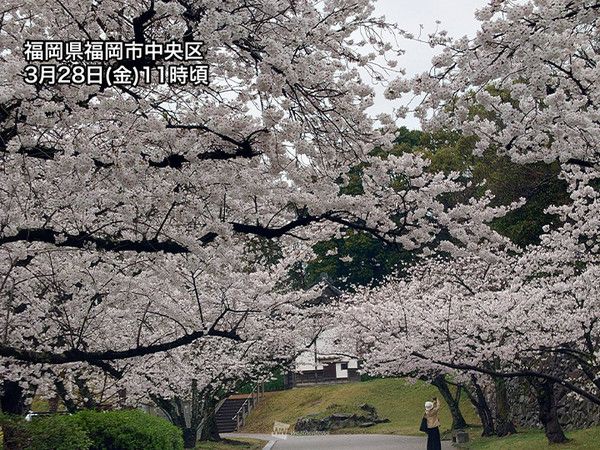 후쿠오카와 고치 등으로 벚꽃이 만개 (사진=웨더뉴스)