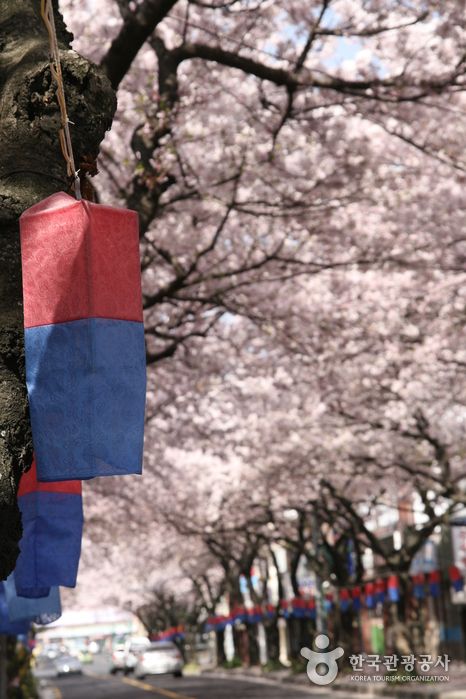 제주도 벚꽃명소, 전농로 벚꽃거리, 벚꽃개화·만개시기 (사진=한국관광공사)