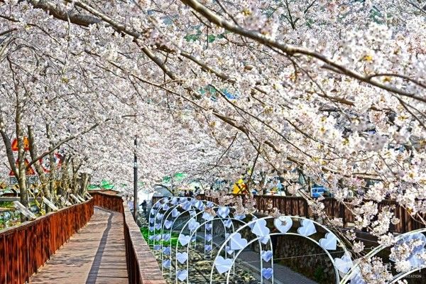 진해군항제, 벚꽃개화시기, 만개시기, 봄꽃 날씨 (사진=한국관광공사)