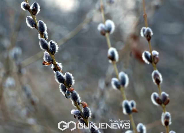 (서울=국제뉴스) 눈과얼음이 녹아 물이 된다는&nbsp;우수(雨水)가 하루 지난&nbsp;가운데 서울 양재천에 버들강아지가 꽃샘추위속에 돋아나 봄소식을 전해주고 있다./사진=국제뉴스DB