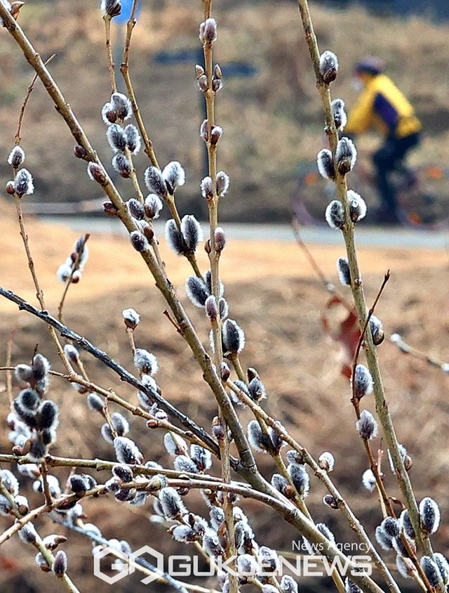 (서울=국제뉴스) 눈과얼음이 녹아 물이 된다는&nbsp;우수(雨水)가 지난 가운데 서울 양재천에 버들강아지가 꽃샘추위속에 돋아나 봄소식을 전해주고 있다./사진=국제뉴스DB