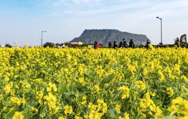 제주도 유채꽃 봄꽃, 봄날씨 (출처=한국관광공사)