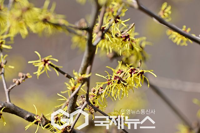 너도나도 봄 전령사, 인천대공원 수목원의 봄 풍경 (사진=안희영 기자)