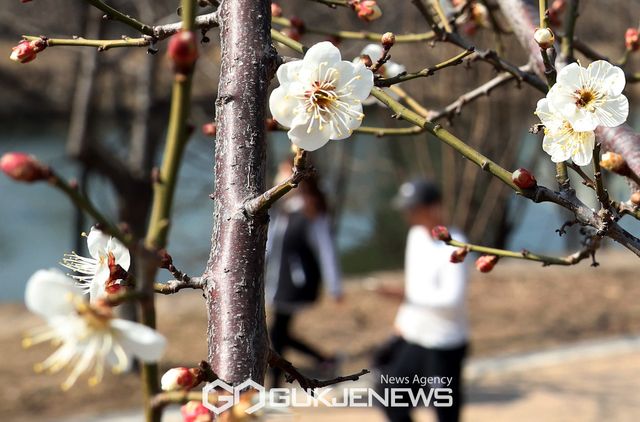 (서울=국제뉴스) 경칩이 지나고 춘분을 앞둔 가운데&nbsp; 매화꽃이 피는 등 봄 날씨가 이어지고 있다./ 사진=국제뉴스DB