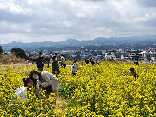 제주도 서우봉 유채꽃 봄꽃 날씨스케치(국제뉴스DB)