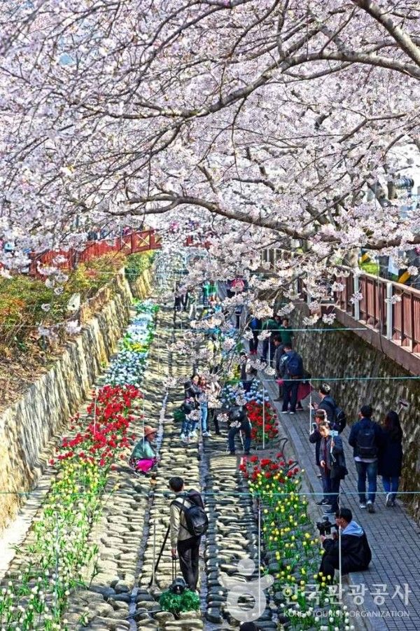 진해군항제, 벚꽃개화시기, 만개시기, 봄꽃 날씨 (사진=한국관광공사)