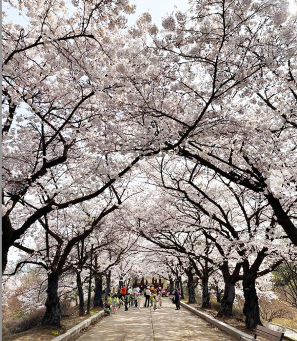 2025벚꽃개화시기 '서울 벚꽃명소' 석촌호수벚꽃축제 자료사진 (사진=송파구청SNS)