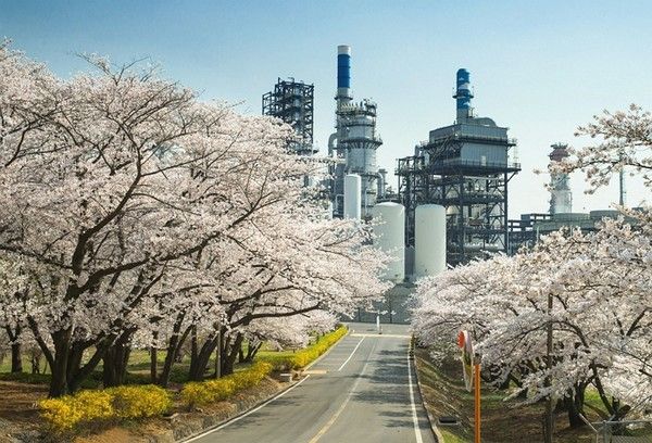 벚꽃개화 만개시기,→서울근교 벚꽃명소, 인천sk석유화학단지 (사진=한국관광공사)