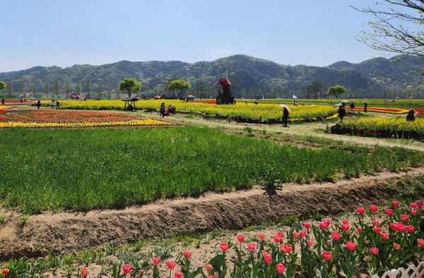창녕 남지 유채꽃축제 '실시간 개화상황' 2025년 4월 11일 기준 (사진=창녕군)