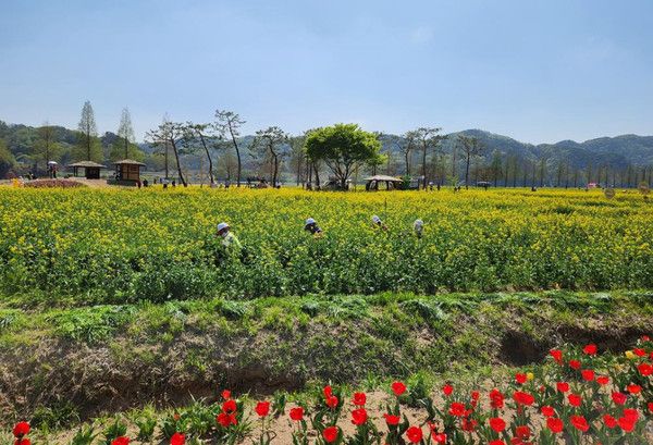 창녕 남지 유채꽃축제 '실시간 개화상황' 2025년 4월 11일 기준 (사진=창녕군)
