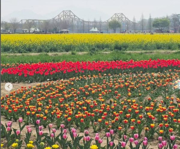 창녕 남지 유채꽃축제 (사진=창녕군)