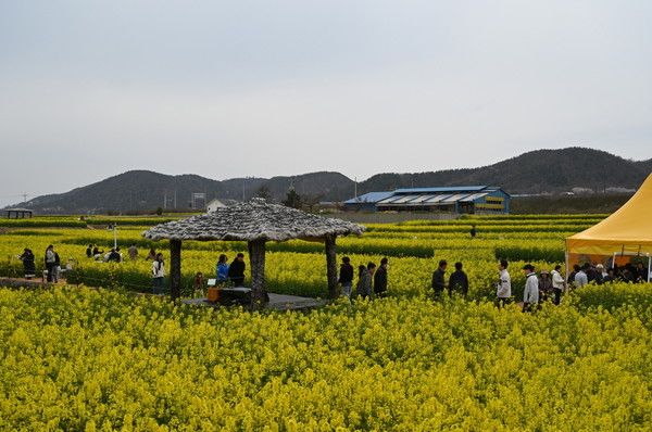 &nbsp;최근 포항시 호미곶면 호미반도 일원에 조성된 유채꽃밭을 찾은 관광객들이 봄의 정취를 즐기고 있다. (사진 = 포항시 농업기술센터)