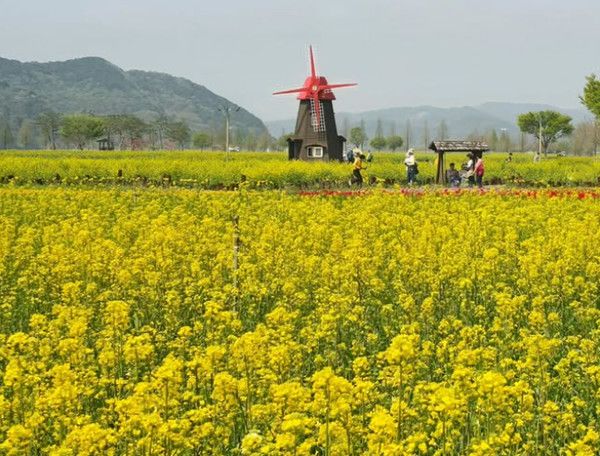 창녕 남지 유채꽃축제 (사진=창녕군)