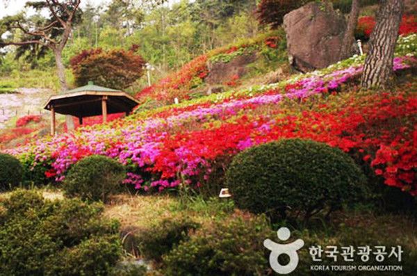 2025벚꽃 개화만개시기, 서울근교 봄꽃구경명소, 드라이브코스 가볼만한곳, 대구 와룡산 영산홍, 진달래 군락지 (출처=한국관광공사)