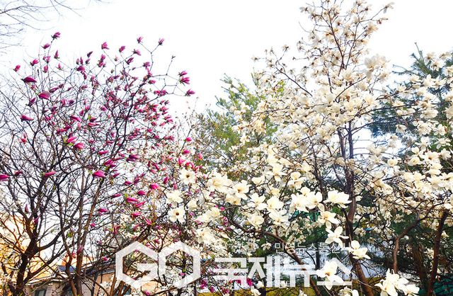 벚꽃과 봄비, 봄눈 한데 어우러진 봄, 인천대공원 풍경 (사진=안희영 기자)