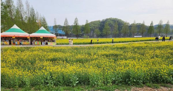 창녕 남지 유채꽃축제 '실시간 개화상황' 4월 16일 기준 (사진=창녕군)