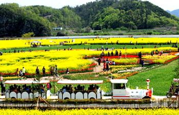 2025 창녕 낙동강 남지 유채꽃축제&nbsp; / 창녕군 제공