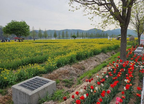 창녕 남지 유채꽃축제 '실시간 개화상황' 4월 16일 기준 (사진=창녕군)
