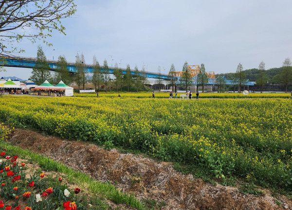 창녕 남지 유채꽃축제 '실시간 개화상황' 4월 16일 기준 (사진=창녕군)