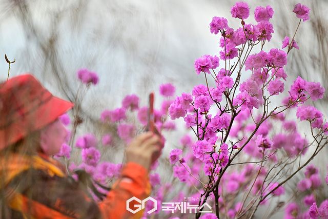 강풍과 미세먼지속에 찾아 온 봄, 원미산 진달래축제 29~30일 가져 (사진=안희영 기자)